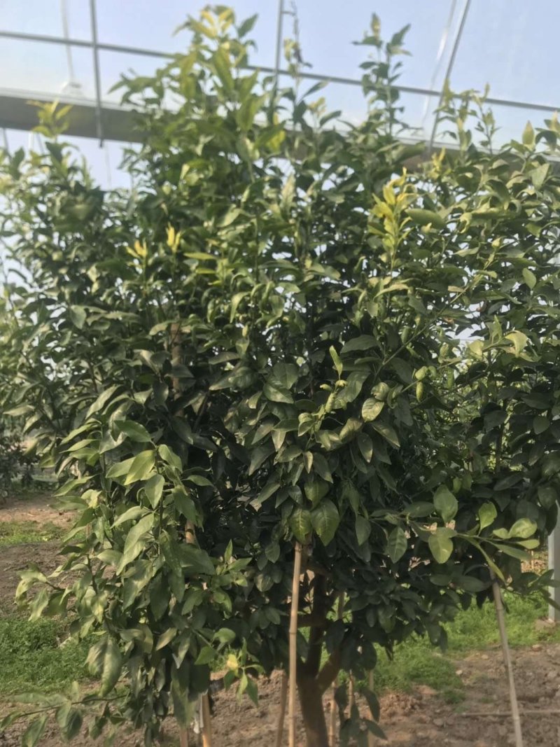 明日见枝条产地直营自产自销5斤起值得植的新品种。