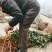 大叶女贞苗道路小区别墅绿化用苗可以视频看货选货