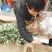 大叶女贞苗道路小区别墅绿化用苗可以视频看货选货