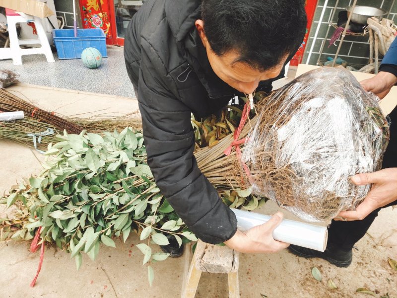 大叶女贞苗道路小区别墅绿化用苗可以视频看货选货