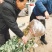 大叶女贞小苗道路小区别墅绿化用苗