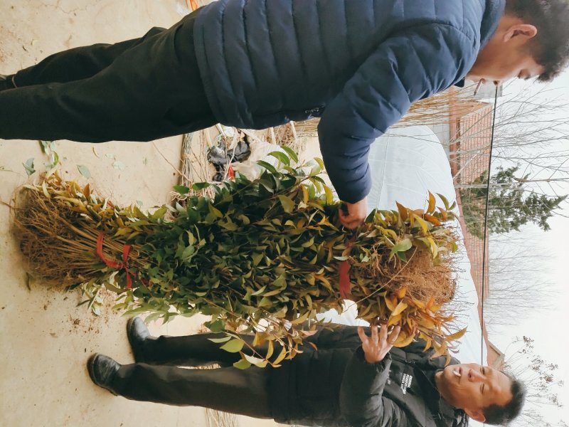 大叶女贞小苗道路小区别墅绿化用苗