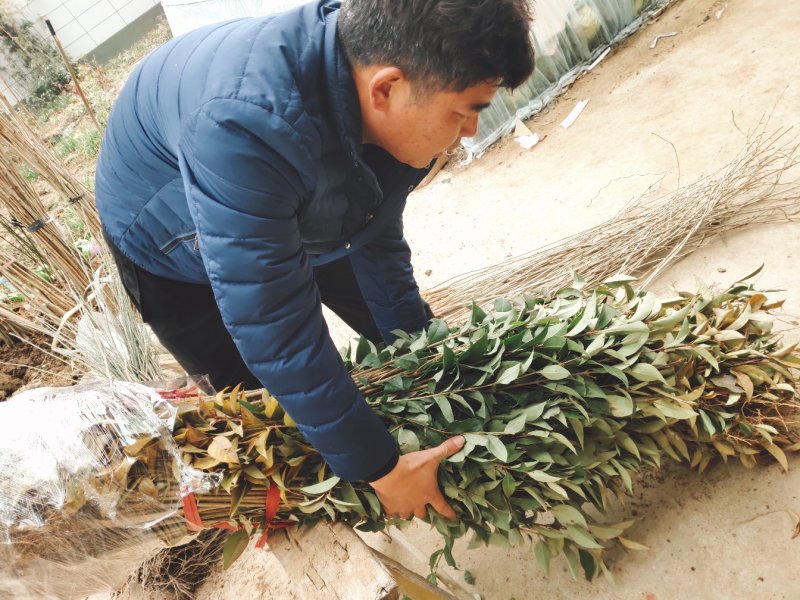 大叶女贞树苗道路小区别墅绿化苗