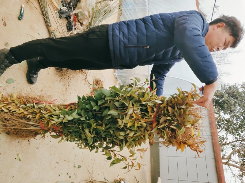 大叶女贞树苗道路小区别墅绿化苗