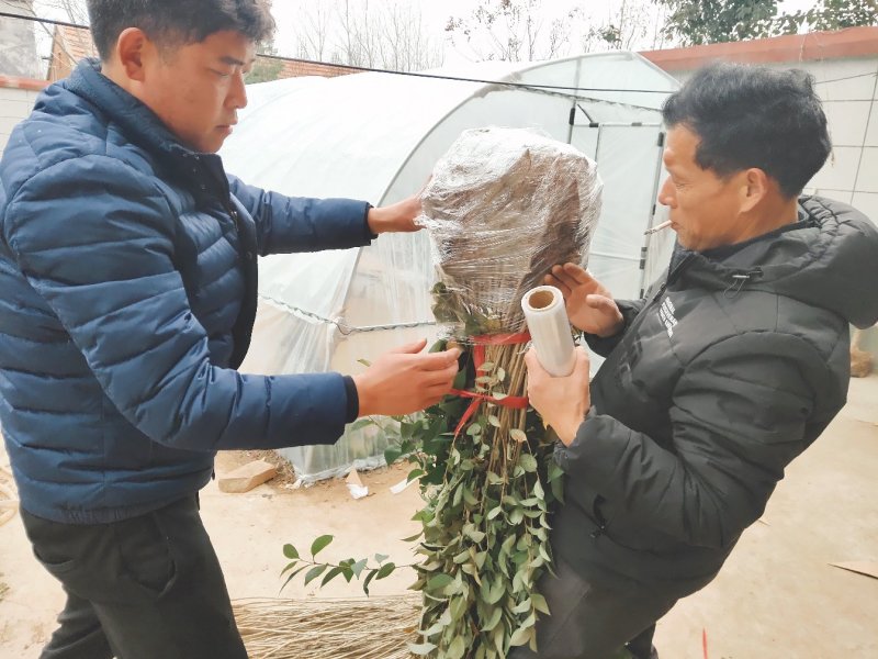 大叶女贞树苗道路小区别墅绿化苗