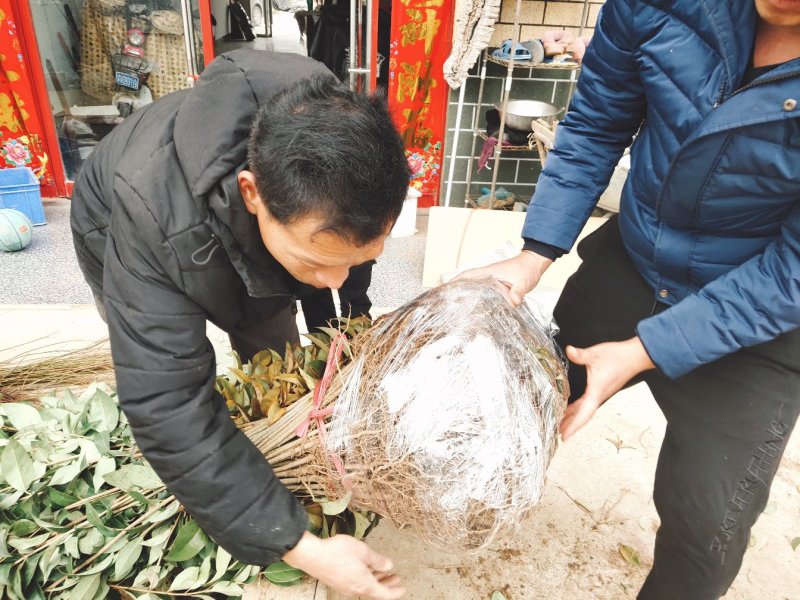 大叶女贞树苗道路小区别墅绿化苗