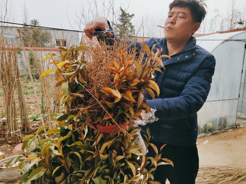 大叶女贞树苗道路小区别墅绿化苗