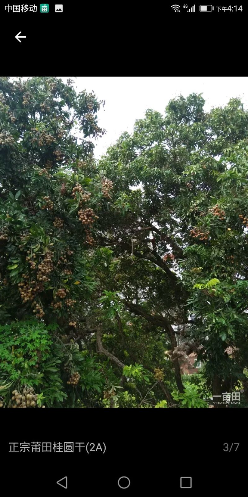 桂圆干