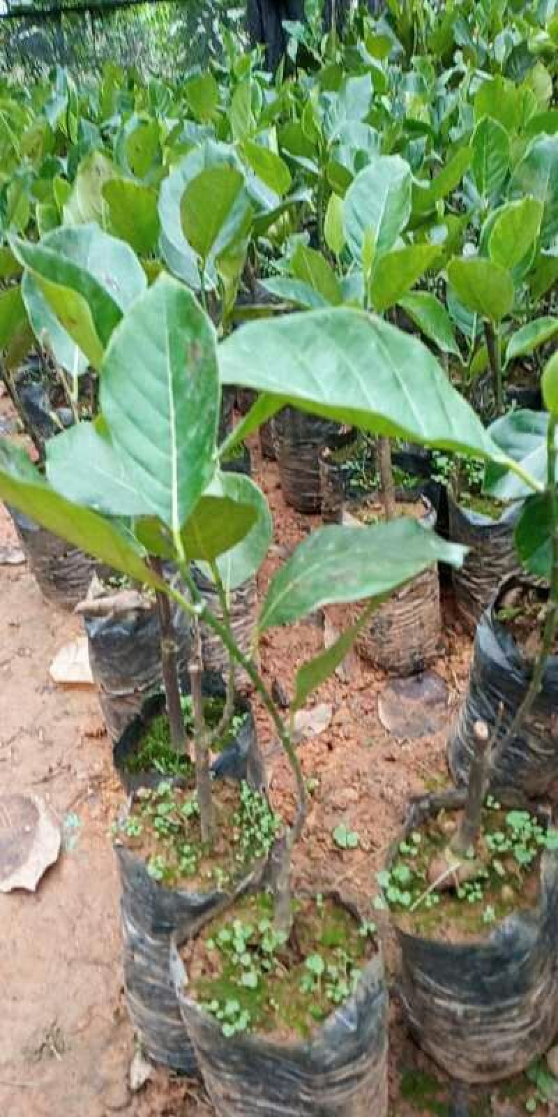菠萝蜜苗泰国红肉菠萝蜜五号马来西亚一号品种齐全