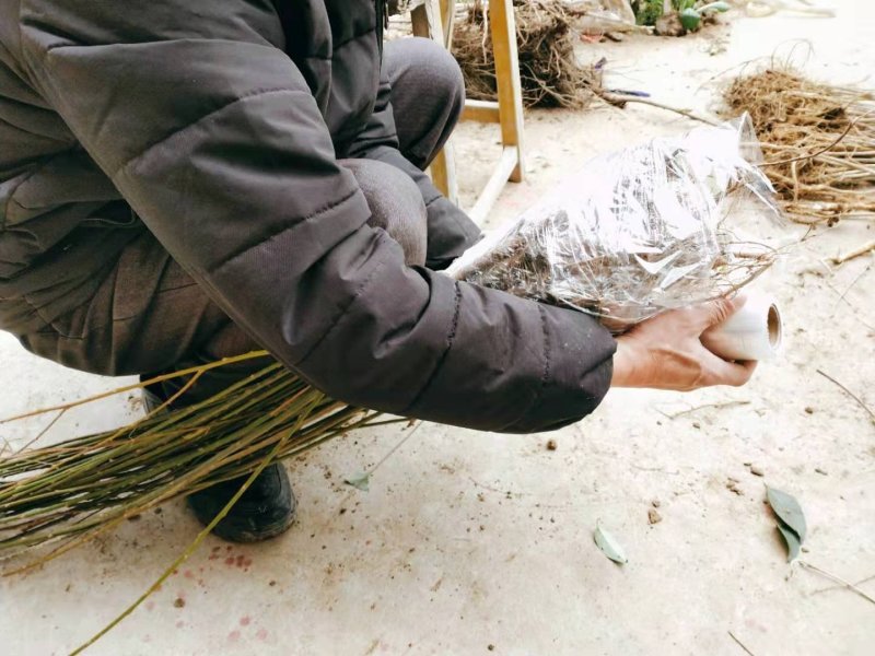 柳树高度60-80公分左右包邮1.5元一棵！