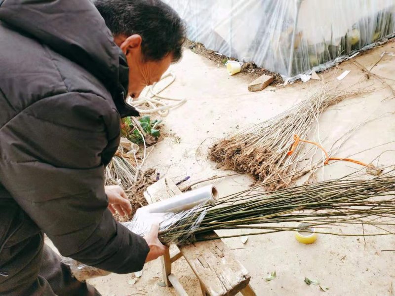 柳树苗道路小区别墅绿化用苗可视频看货选货！