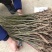柳树苗道路小区别墅绿化用苗可视频看货选货！
