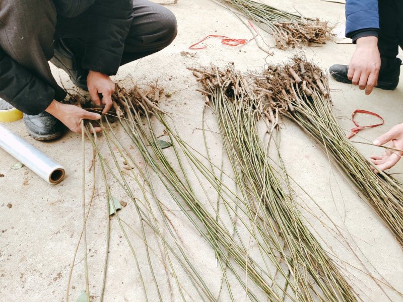 柳树苗道路小区别墅绿化用苗可视频看货选货！
