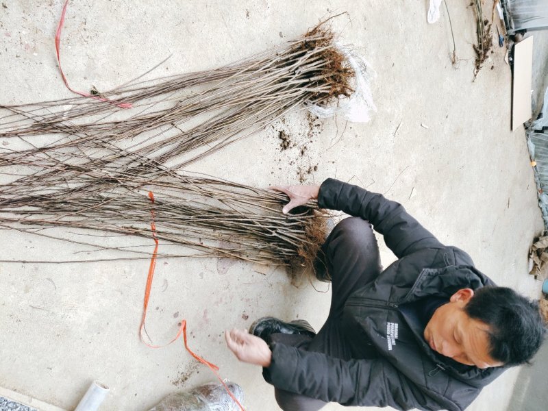 红叶李树苗道路小区别墅绿化苗木可视频看货选货