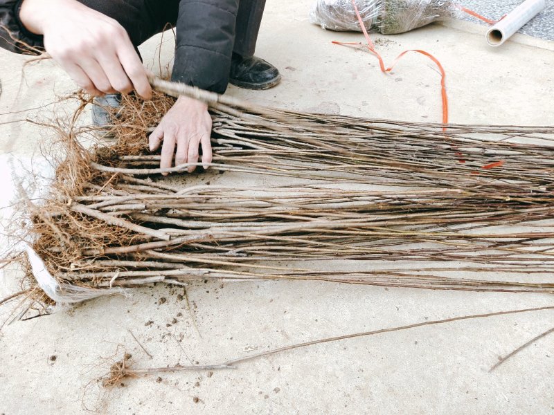 红叶李树苗道路小区别墅绿化苗木可视频看货选货