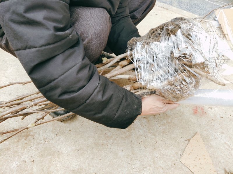 红玉兰道路小区别墅绿化用苗可视频看货选货