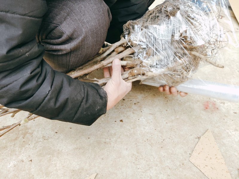 红玉兰苗道路小区别墅绿化用苗可视频看货选货！