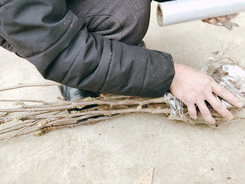 红玉兰苗道路小区别墅绿化用苗可视频看货选货！