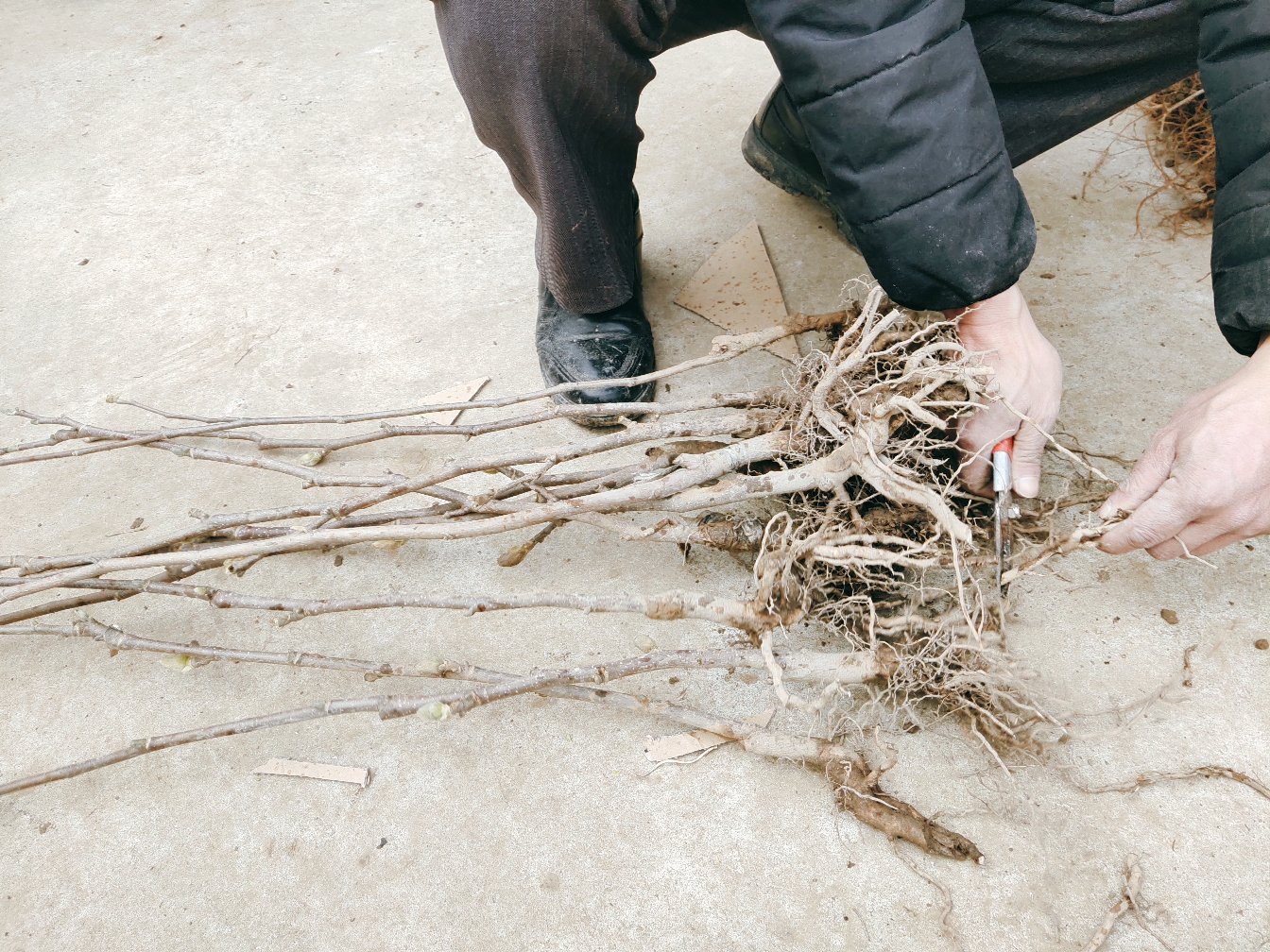 一名技术人员正在对一株刚购买的红梅进行根系检查,左手持剪刀修剪发黑的细根,右手托住主根团,背景为白色工作台,旁边放置多菌灵药剂瓶和喷雾器 红梅根系检查与修剪示意图