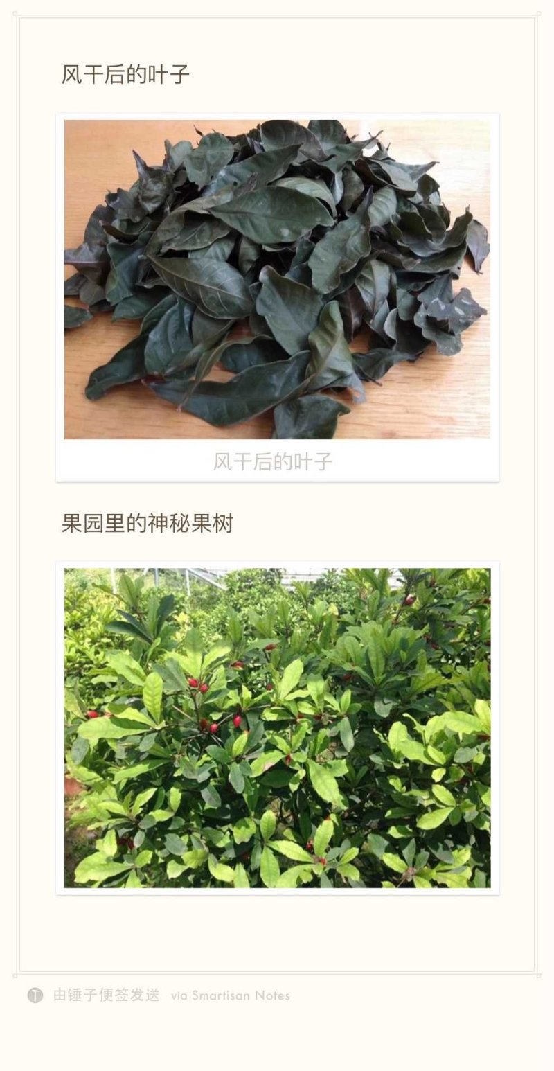 神秘果叶