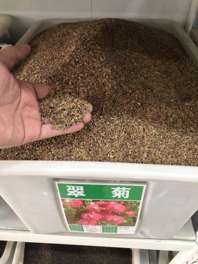 翠菊种子菊花种子简单易种花海热门量大可货到付款包邮