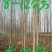 供应毛白杨1.5~20公分
