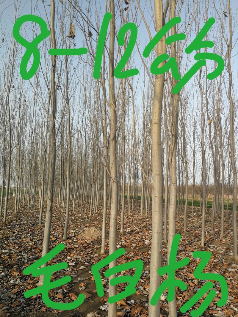 供应毛白杨1.5~20公分