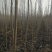 供应毛白杨1.5~20公分