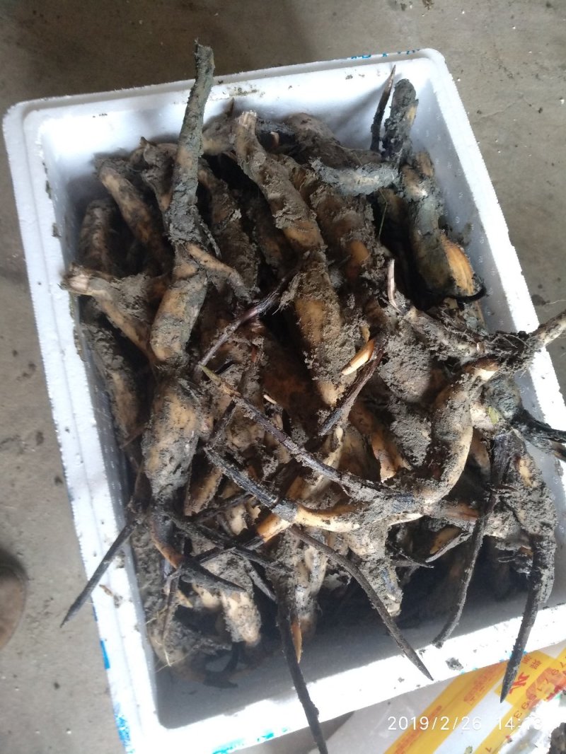 太空莲36号种苗莲子种苗莲藕种苗高产莲子苗观赏荷花苗红花