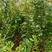 优质观园，绿籽甜石榴苗