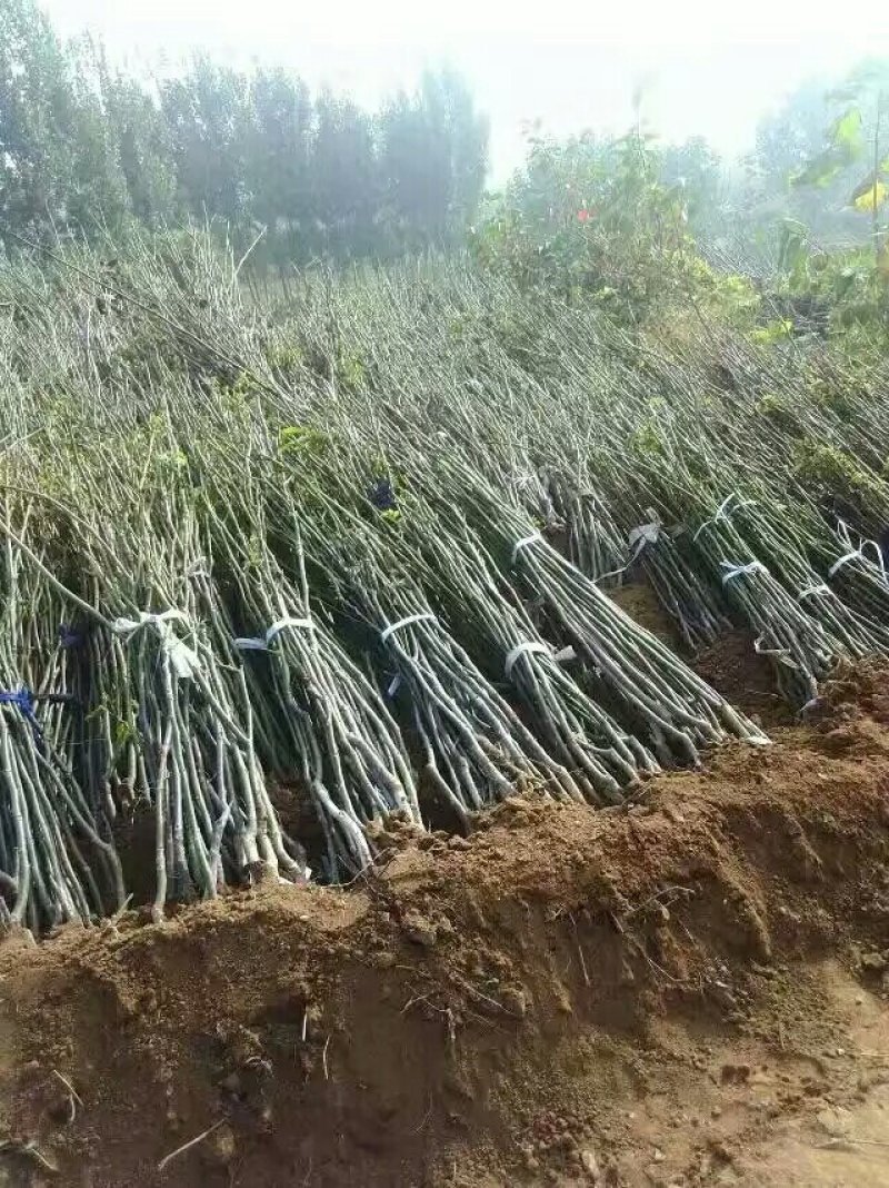 核桃苗，嫁接的，无嫁接的