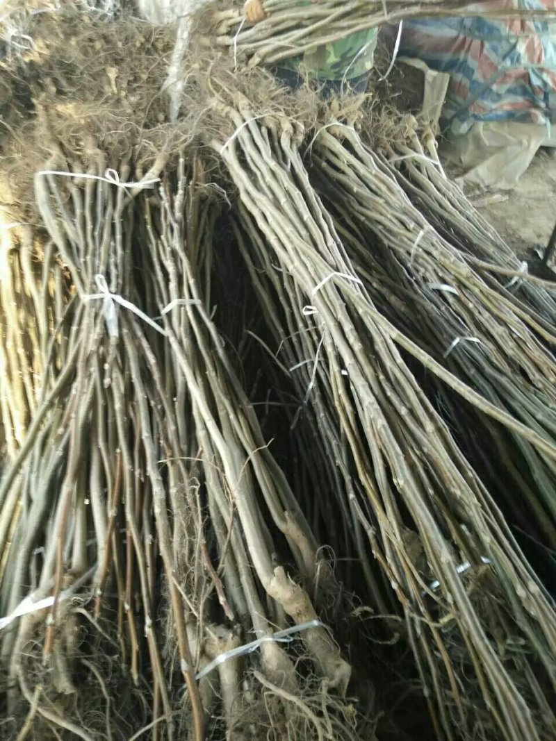 核桃苗，嫁接的，无嫁接的