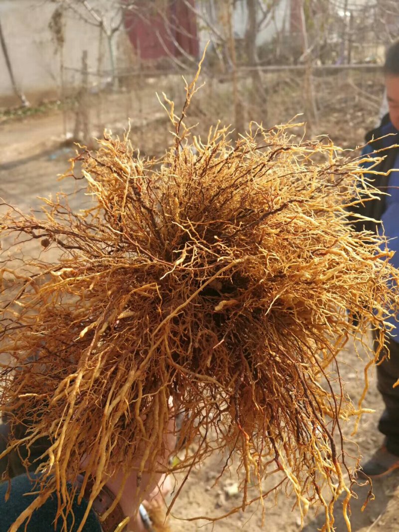 樱桃苗，矮化树，大树，樱桃占木，品种多，