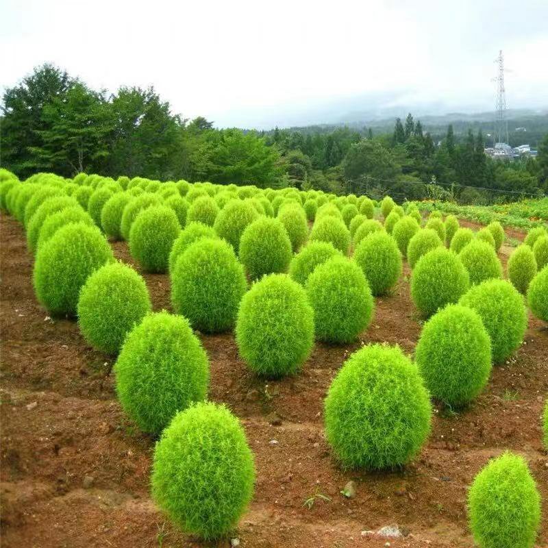 地肤种子红色绿色扫帚苗孔雀松高发芽率包邮
