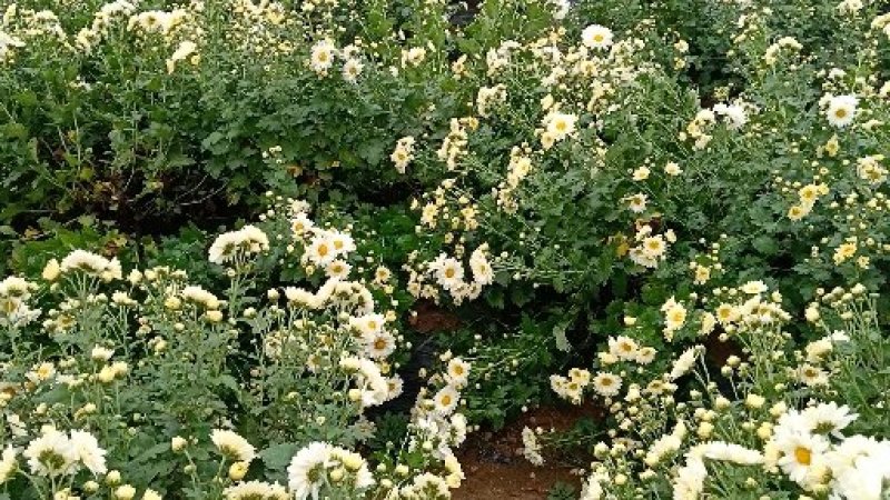 麻城福白菊菊花蔸菊花苗
