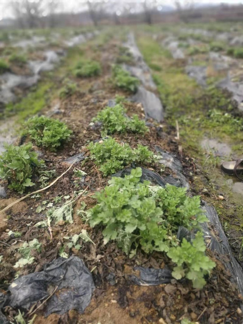 麻城福白菊菊花蔸菊花苗