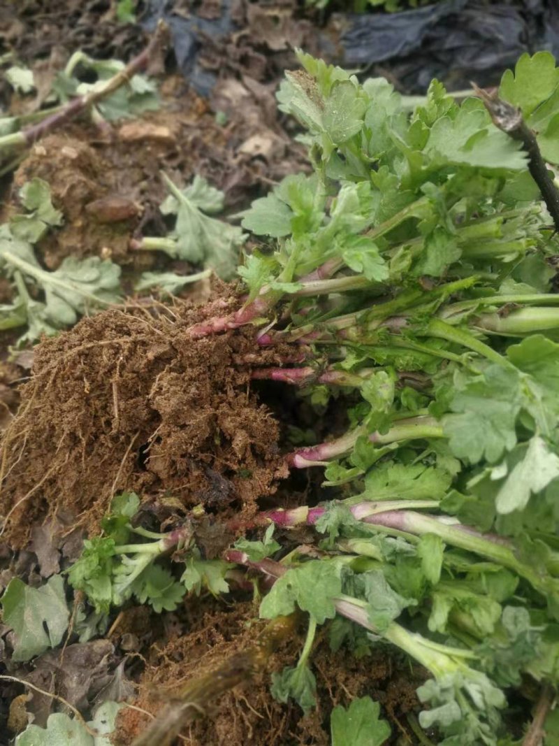 麻城福白菊菊花蔸菊花苗