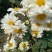 麻城福白菊菊花蔸菊花苗