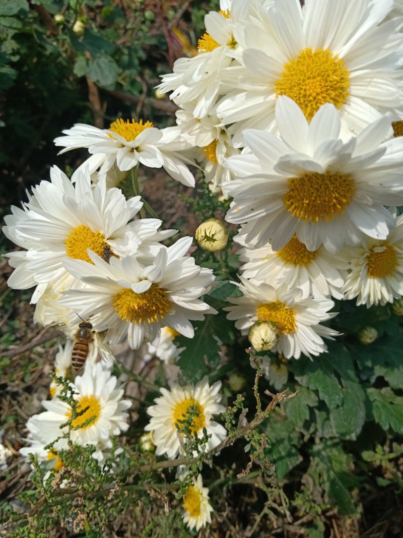 麻城福白菊菊花蔸菊花苗