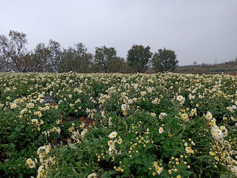 麻城福白菊菊花蔸菊花苗