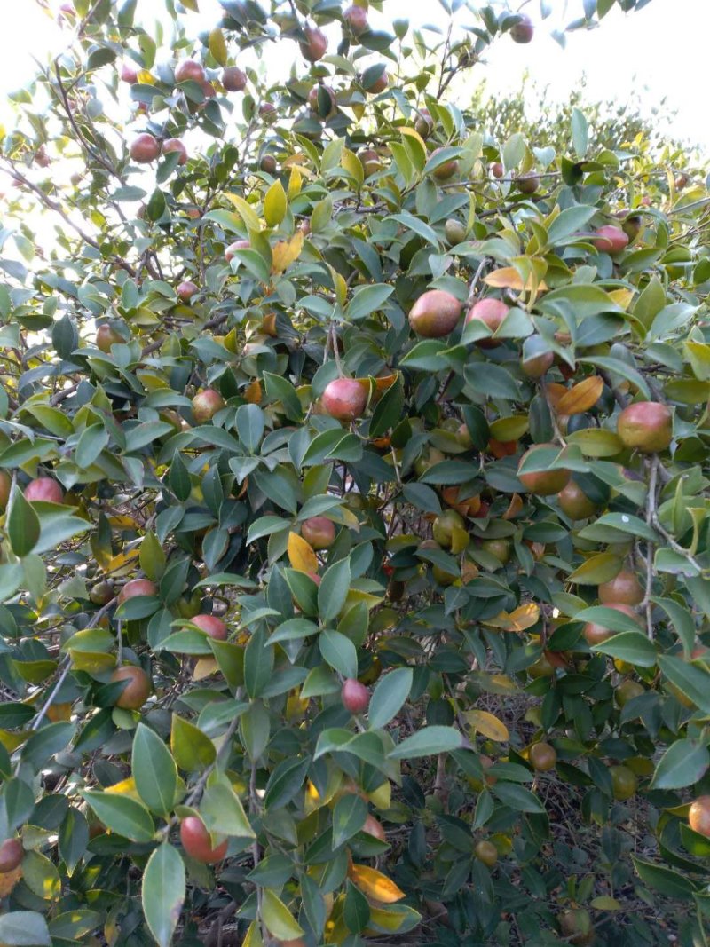 麻城白花山油茶树苗