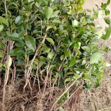 麻城白花山油茶树苗