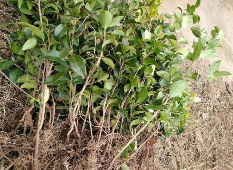 麻城白花山油茶树苗