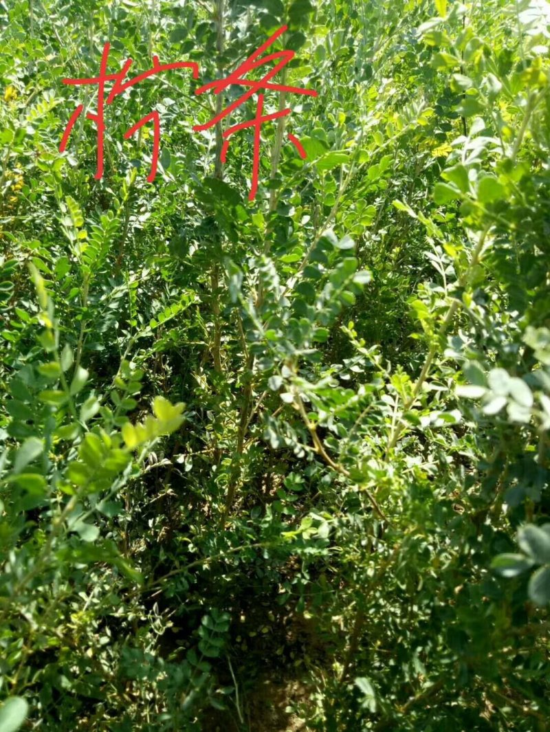 大量出售草坪，绿化苗木