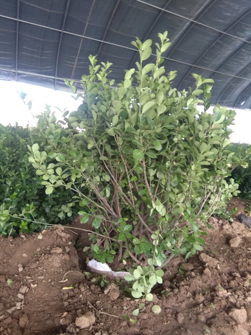 大量出售草坪，绿化苗木