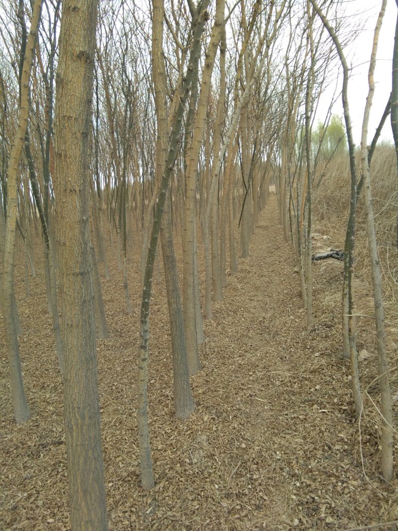 大量出售草坪，绿化苗木