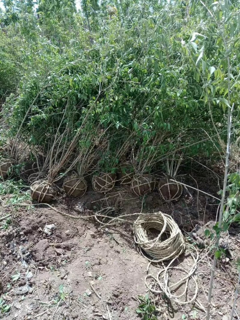 大量出售草坪，绿化苗木