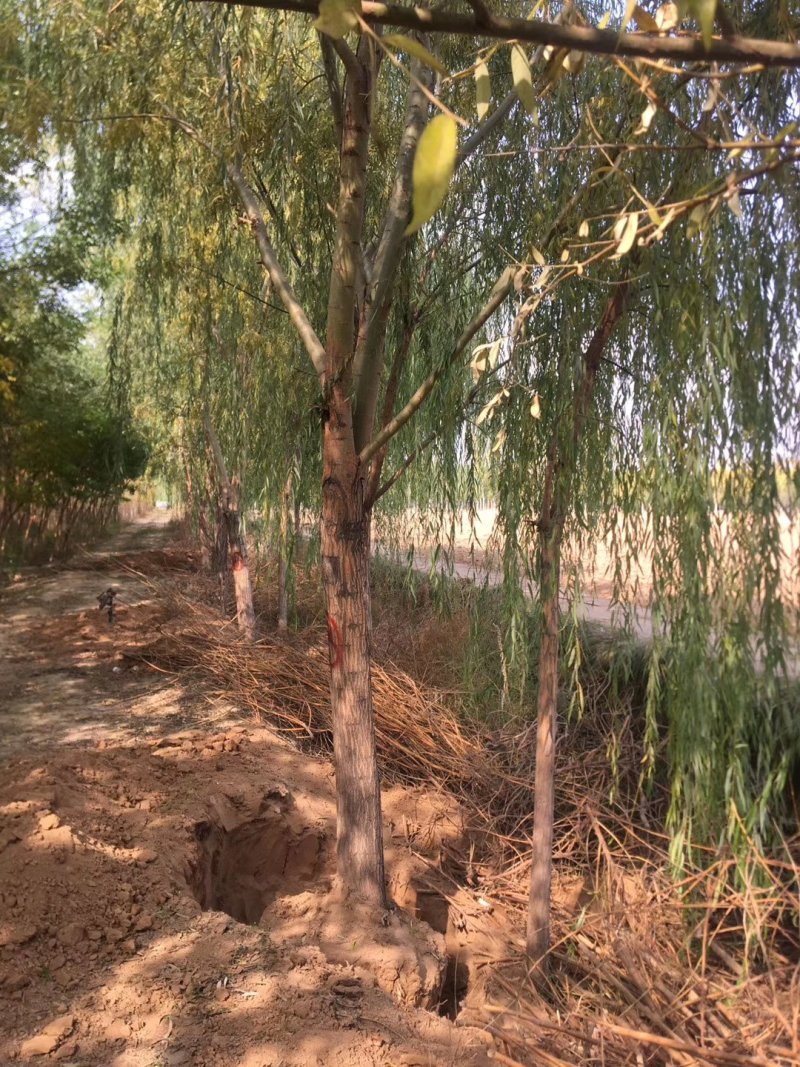 大量出售草坪，绿化苗木