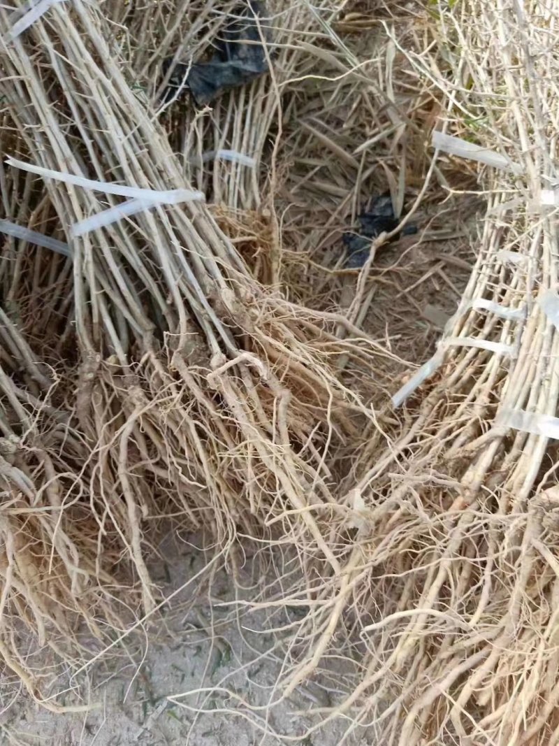 黑枸杞苗优质野生黑枸杞苗