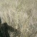 黑枸杞苗优质野生黑枸杞苗
